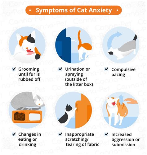 Feline Anxiety and Stress Relief: A Comprehensive Guide