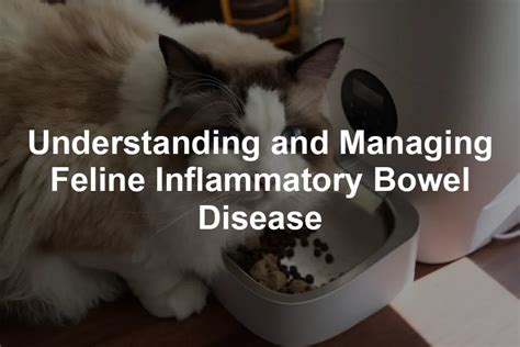 Feline Inflammatory Bowel Disease: A Comprehensive Overview