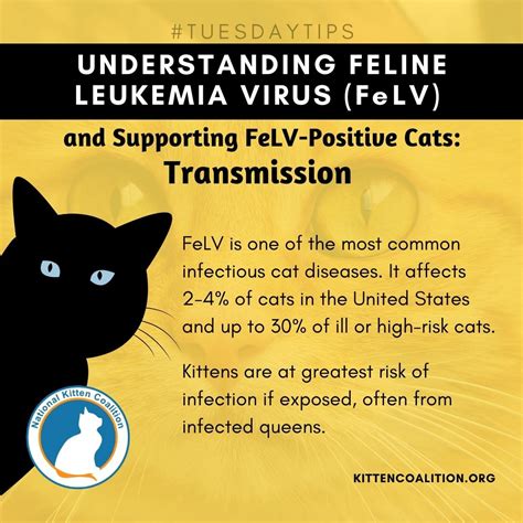 Feline Leukemia Virus (FeLV): An Overview