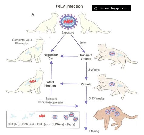 Feline Leukemia Virus Stages: 5 Critical Phases You Need to Know