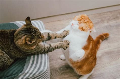 Feline aggression and territorial behavior