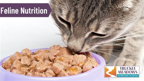 Feline nutrition basics and fundamentals