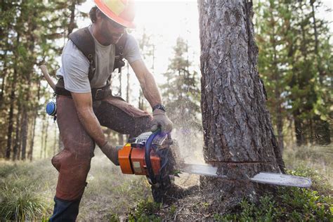 Felling trees: