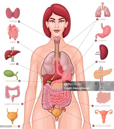 Female Body Chart Organs