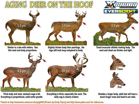 Female Deer Age Chart