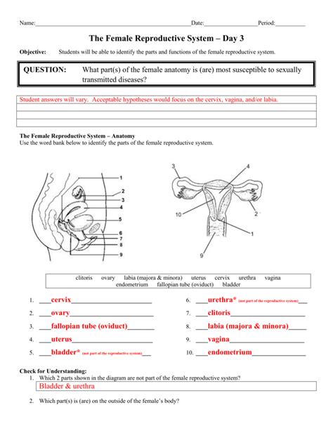 Female Reproductive System Answers Reader