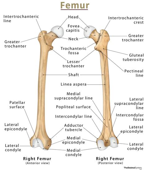 Femur: