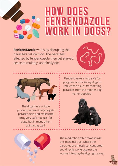 Fenbendazole: The Essential Guide for Dog Owners