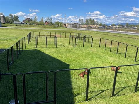 Fenceless Dog Fence Cost: Explore Your Options (2023)