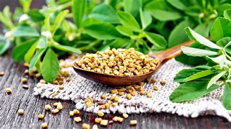 Fenugreek: