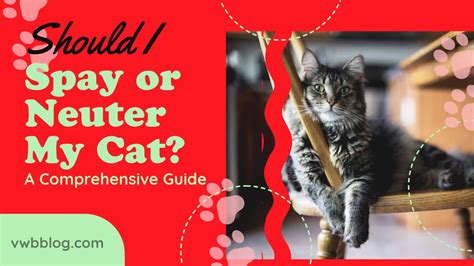 Feral Cat Spay and Neuter: A Comprehensive Guide to 2023