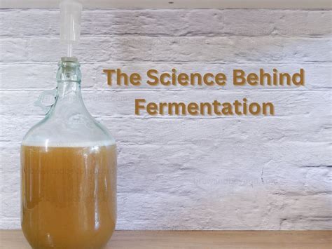 Fermentation's Magical Transformation