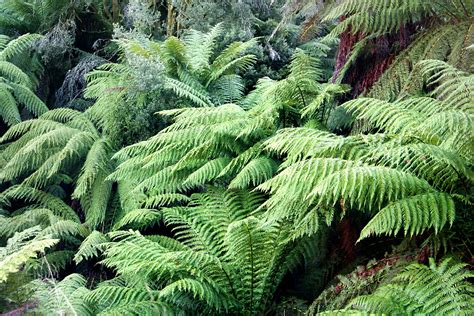 Ferns & Petals Singapore: Your Guide to Nature's Beauty