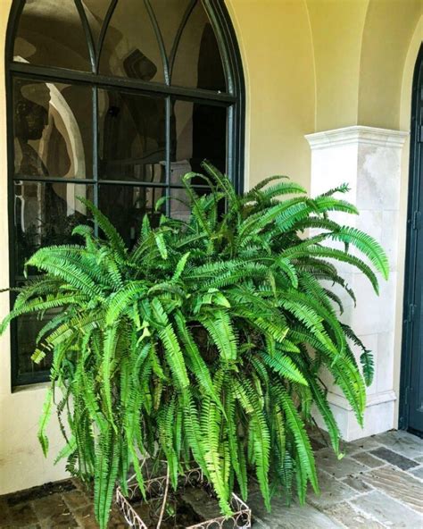 Ferns Fertilizer: The Ultimate Guide to Nourishing Your Verdant Beauties