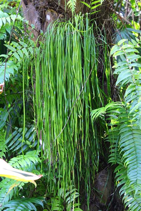 Ferns Oleandraceae to Vittariaceae Epub