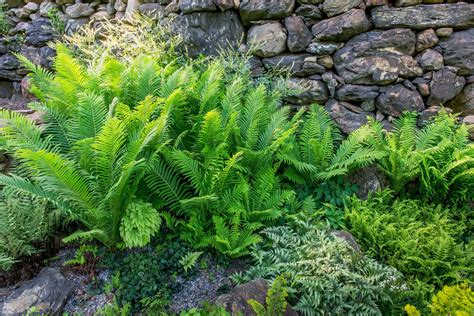 Ferns in Your Garden Reader