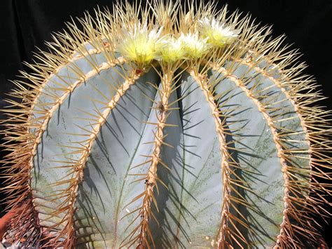 Ferocactus,