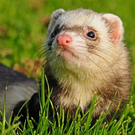 Ferret