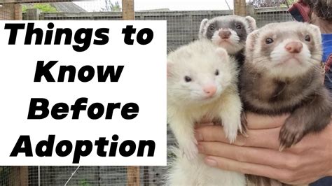 Ferret Adoption Near Me: Your Ultimate Guide to Finding the Perfect Cuddly Companion