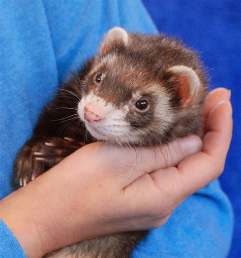 Ferret Adoption Opportunities: Find Your Furry Companion Today!