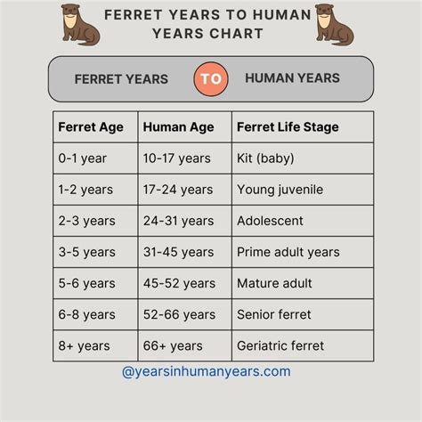 Ferret Age Chart