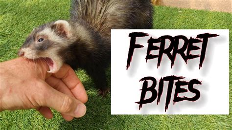 Ferret Biting Foot: Understanding the Why and How to Cope