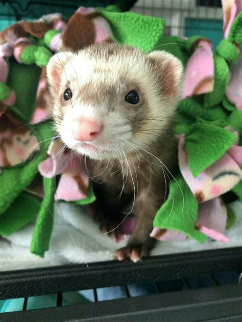 Ferret for Sale Near Me: Find Your Perfect Companion with 5 Easy Steps