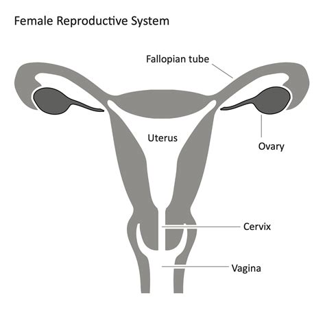 Fertility and the Female Reproductive System