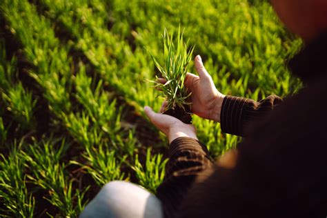 Fertilizar en Español: Una Guía Integral para Mejorar Tus Cultivos