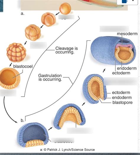 Fertilization And Development Biology Answer Key Reader