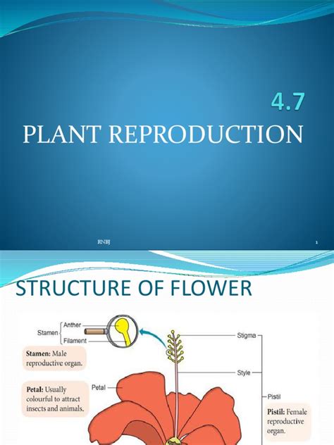 Fertilization Chart: A Comprehensive Guide to Understanding Plant Reproduction