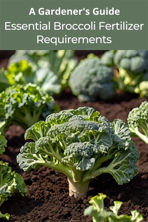 Fertilization for Broccoli: A Comprehensive Guide