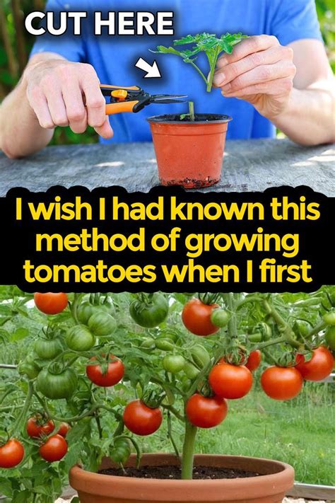 Fertilization for Tomatoes: A 10-Minute Guide to Growing Healthier, More Productive Plants