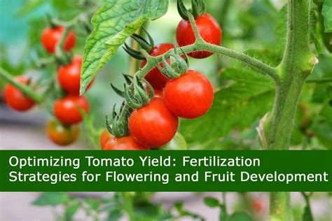 Fertilization for Tomatoes: A Comprehensive Guide to Maximize Yield and Quality