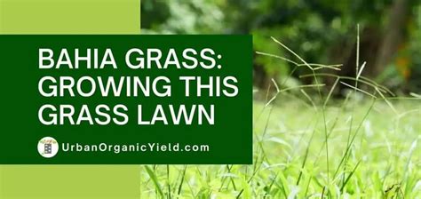 Fertilize Bahia Grass Properly in 10 Simple Steps