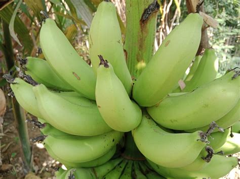 Fertilize Banana Plants: A Comprehensive Guide to Supercharge Your Crop