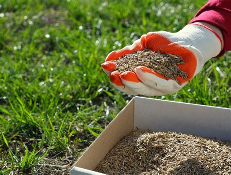 Fertilize Before or After Seeding: A Guide to Timing for Optimal Plant Growth