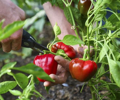 Fertilize Bell Peppers: The Ultimate 10,000-Word Guide