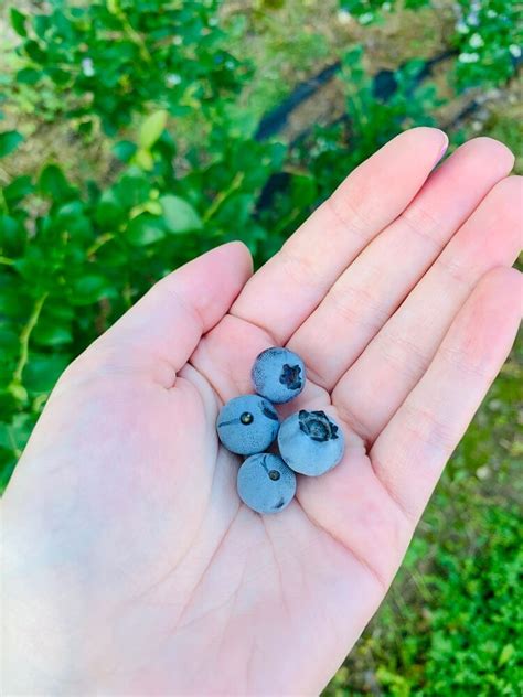 Fertilize Blueberry Bushes: 4 Essential Steps to Maximize Yields