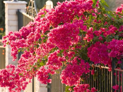 Fertilize Bougainvillea Plant: 3 Steps to Vibrant Blooms