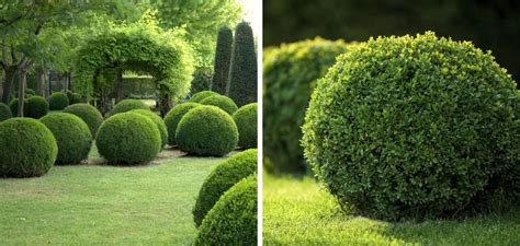 Fertilize Boxwood: 3 Essential Steps for a Lush, Healthy Landscape