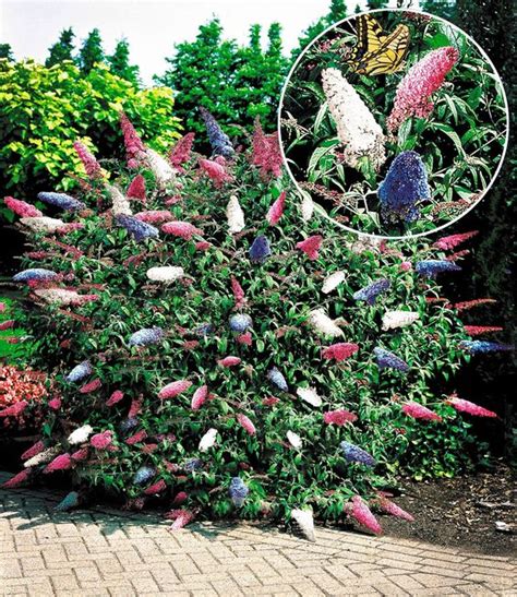 Fertilize Butterfly Bush for an Explosion of Color and Life