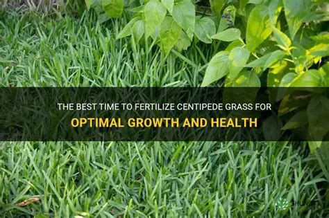 Fertilize Centipede Grass