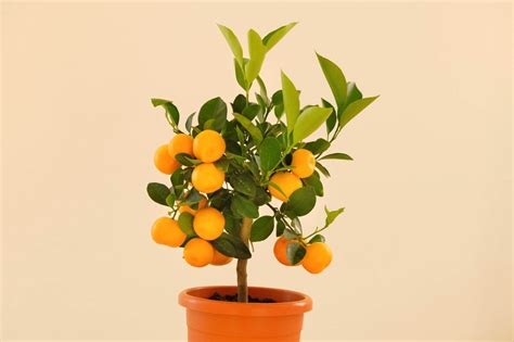 Fertilize Citrus Trees: A 3-Step Guide to Ensure Bountiful Harvests