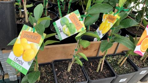 Fertilize Citrus Trees in 6 Simple Steps