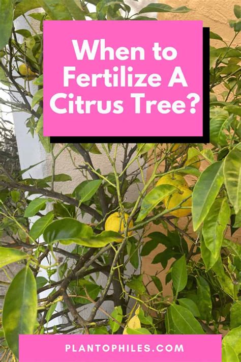 Fertilize Citrus Trees the Right Way for Optimal Growth and Yield