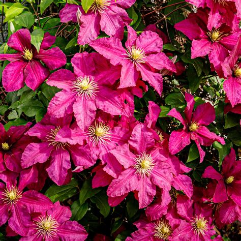 Fertilize Clematis: A Comprehensive Guide for Bountiful Blooms