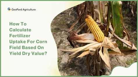 Fertilize Corn Plant: The Essential Guide to Maximizing Yields