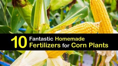 Fertilize Corn Plant Like a Pro: A Step-by-Step Guide for Corn Kings