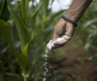 Fertilize Corn to Make Your Harvest Soar